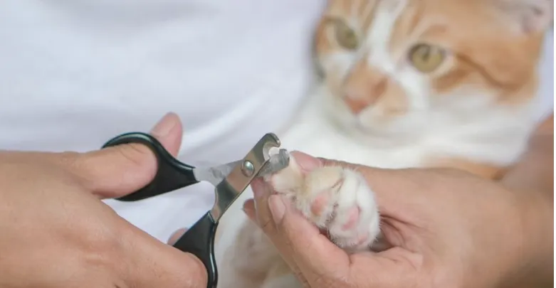 cat nail safe triming