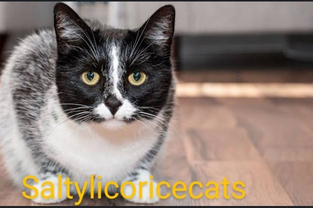 saltylicoricecats.com