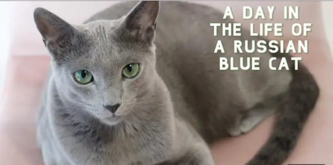 russian blue  popular friendly hypoallergenic