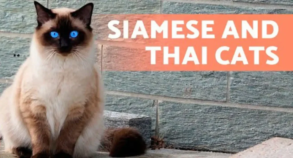 saltylicorice salmiakcats siamese cat is type of cat this also hypoallergenic