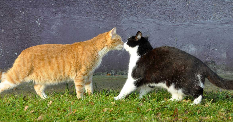 Cats Use Pheromones to Communicate With Each Other 