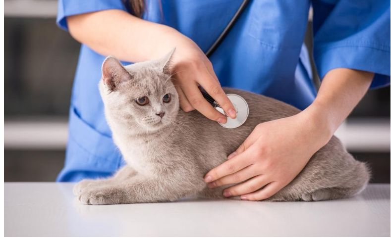 cat hleath care management