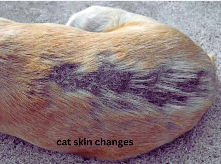 cats skin issues