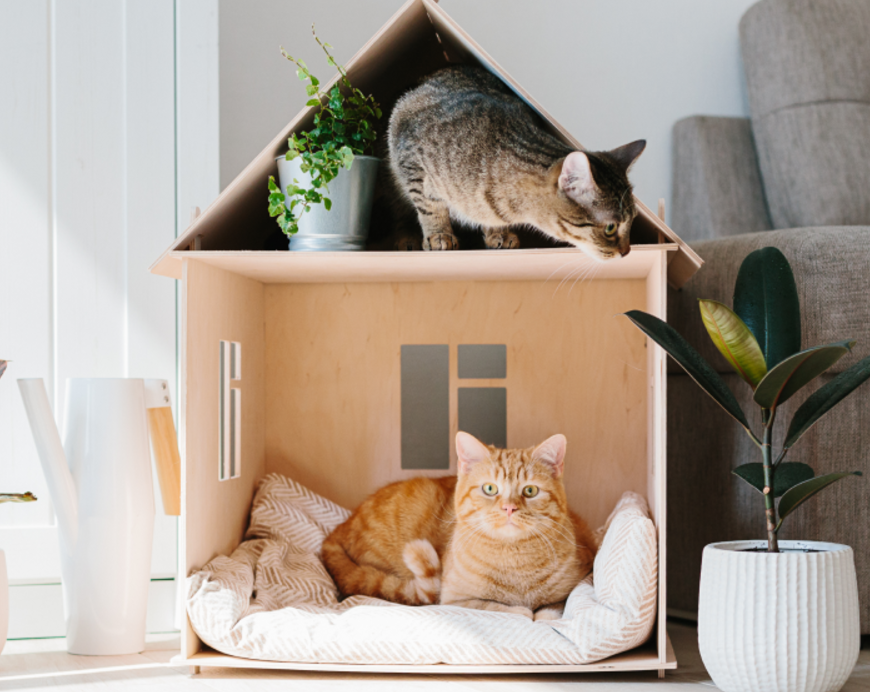 Best Gifts for Cat Lovers and Cat ParentsUnique Ideas