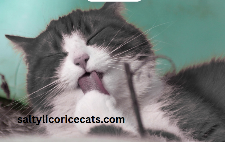 cats anxienty